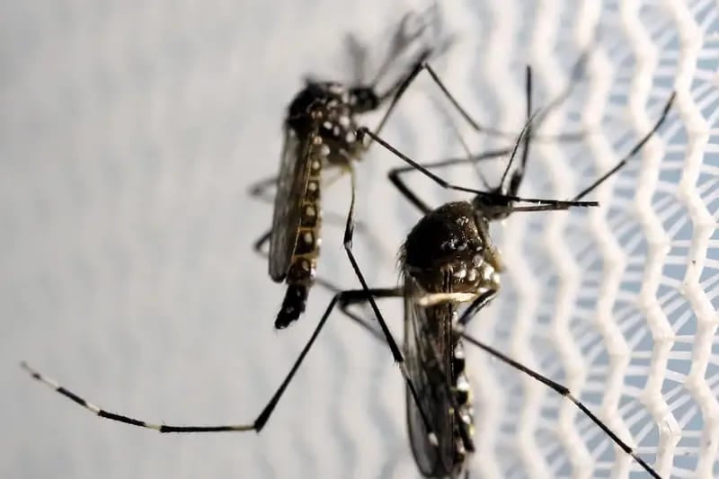 Segundo os pesquisadores, o cruzamento de um macho que esteja com Wolbachia e uma fêmea sem a bactéria provoca uma interrupção no ciclo de reprodução do aedes aegypti.