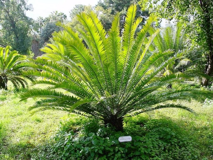 Planta ganha título de Planta ganha título de