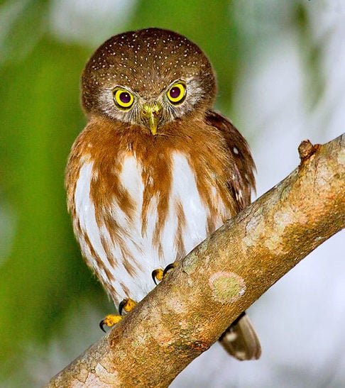 As garras afiadas e o bico curvo das corujas facilita a captura e o consumo de presas.