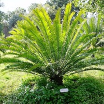 Planta ganha título de "solitária" porque só sobraram machos da espécie - wikimedia commons