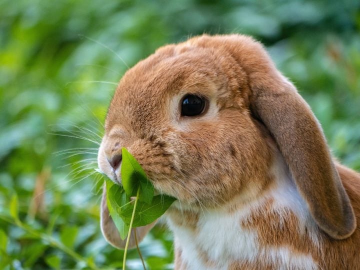 Eles têm um sistema digestivo sensível e devem comer principalmente feno de capim e vegetais folhosos. Mas não se engane com a fofura, eles também pode ser um tanto quanto escatológicos...