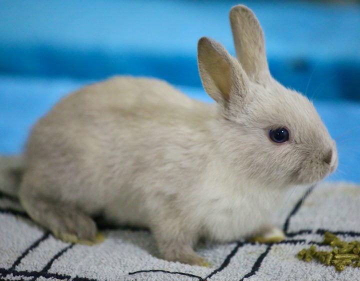 Isso porque os coelhos comem suas próprias fezes moles, chamadas cecotrofos, para absorver melhor os nutrientes.