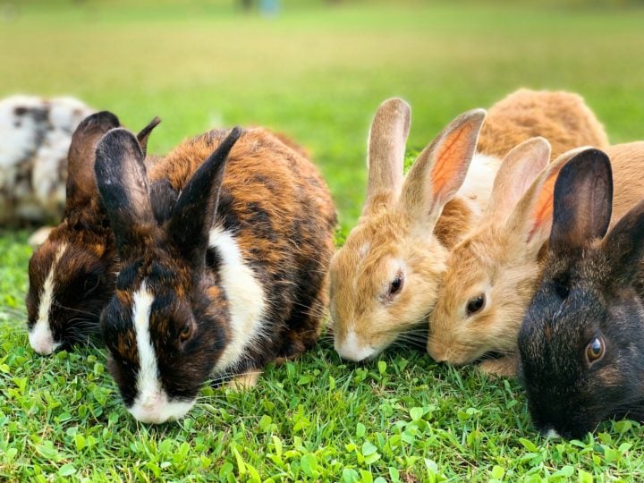 Outra característica marcante dos coelhos é sua pelagem densa e macia, que pode variar em cores como branco, cinza, preto, marrom e até manchas.