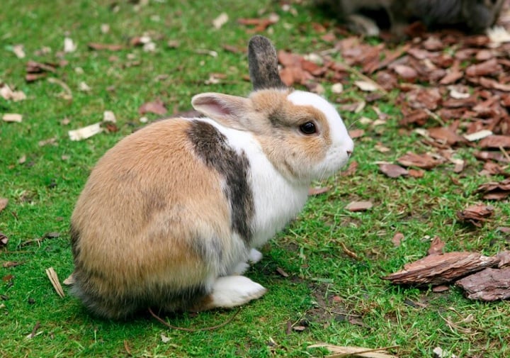 Para tÃª-los como animal de estimaÃ§Ã£o, sÃ£o necessÃ¡rios alguns cuidados: eles precisam de espaÃ§o para se exercitar, entÃ£o Ã© importante ter um espaÃ§o grande o suficiente para eles se moverem.