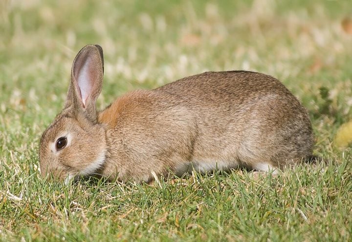 Além disso, os coelhos devem ser alimentados com uma dieta balanceada de feno de capim, ração específica, verduras frescas e água limpa. Também é importante manter as gaiolas sempre limpas e fazer visitas regulares ao veterinário para check-ups e vacinação.