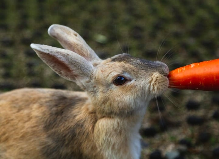 E sim, os coelhos podem comer cenoura, mas com algumas ressalvas. O legume não deve ser a base da alimentação do coelho, mas sim um complemento.