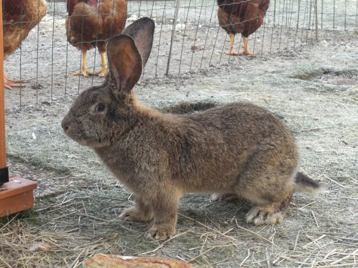 O tamanho de um coelho pode variar de acordo com a raça, desde mini coelhos de 1kg até gigantes da região de Flandres, na Bélgica, que chegam a pesar 8kg!