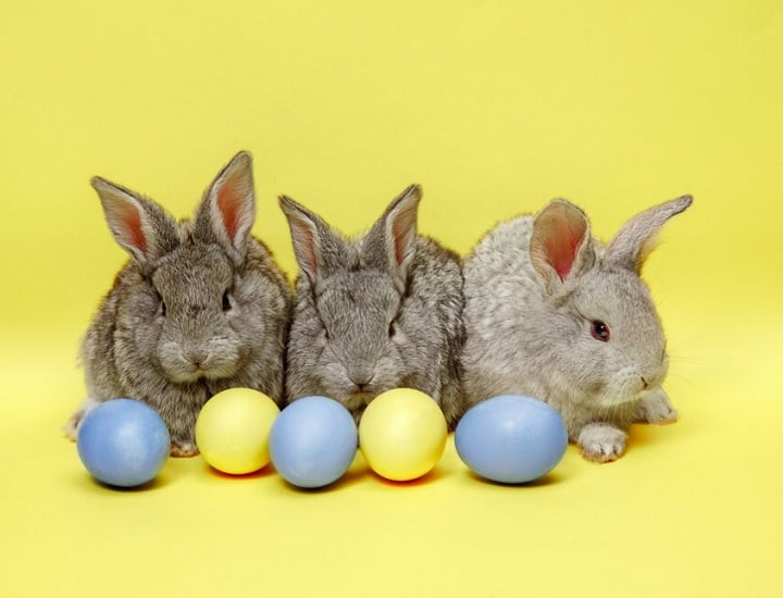 A ideia de que coelhos botam ovos está relacionada à tradição da Páscoa, na qual eles se tornaram uma figura folclórica que entrega ovos de chocolate às crianças.