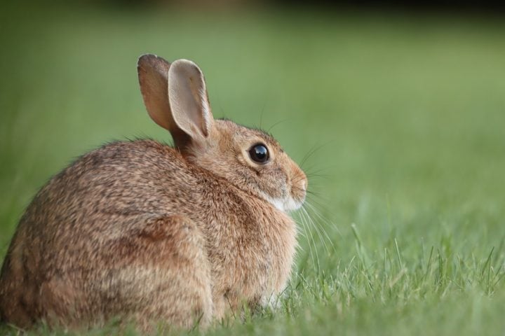 Uma curiosidade interessante é que os coelhos têm uma visão de quase 360 graus, o que lhes permite detectar predadores de todos os lados, inclusive de trás!