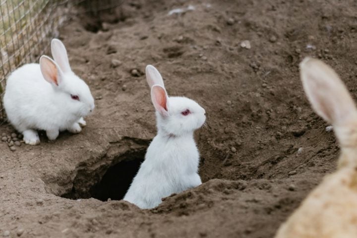 Por tempos, os coelhos têm sido associados à Páscoa por ser um símbolo de fertilidade e renascimento na cultura pagã. Ao contrário do que muitos pensam, os coelhos não botam ovos. Por serem mamíferos, os filhotes de coelho se desenvolvem dentro da barriga da mãe.