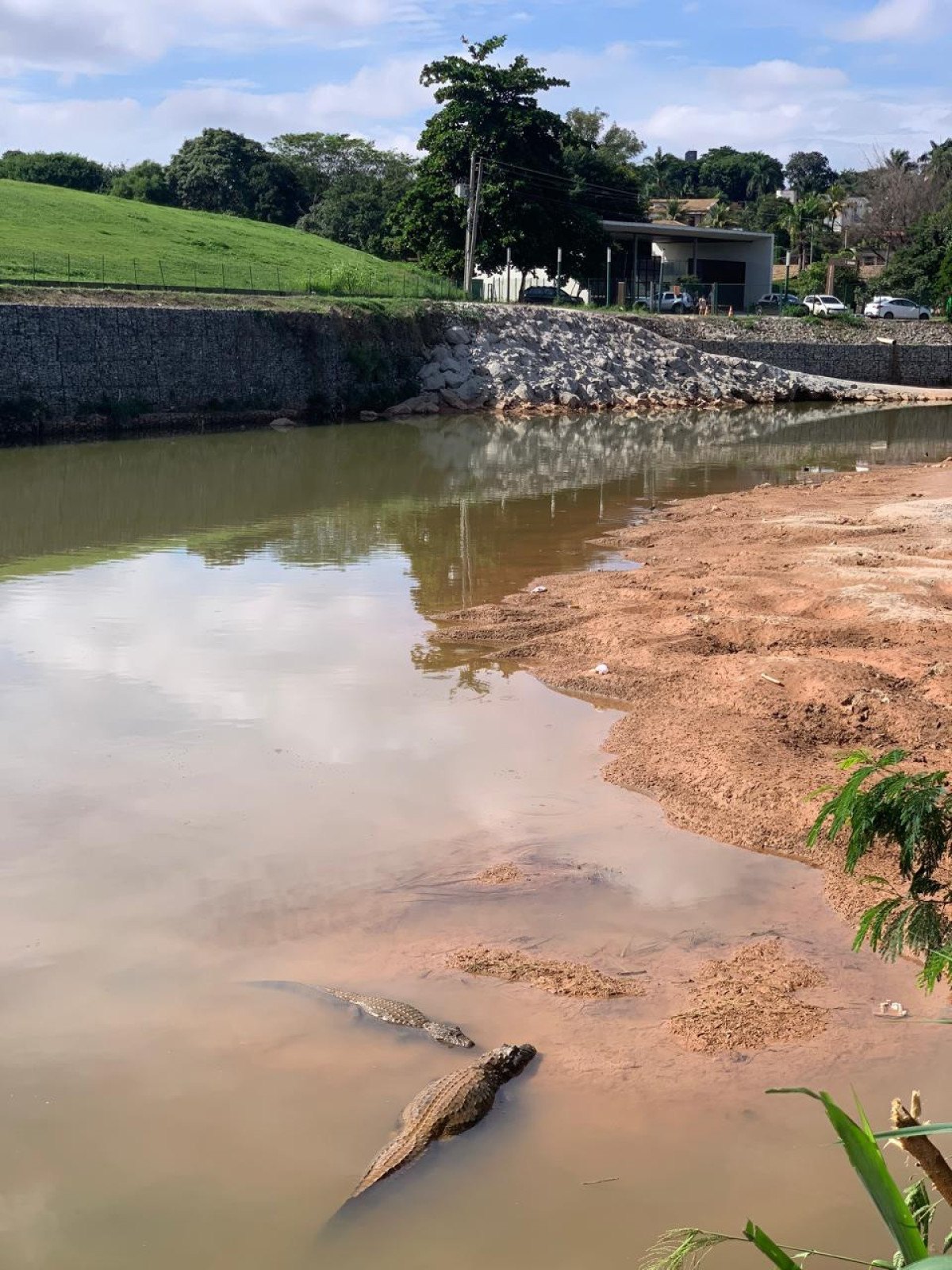 Dupla (ou casal) de jacarés ontem no Parque Ecológico da Pampulha-Ana Cláudia Parreiras