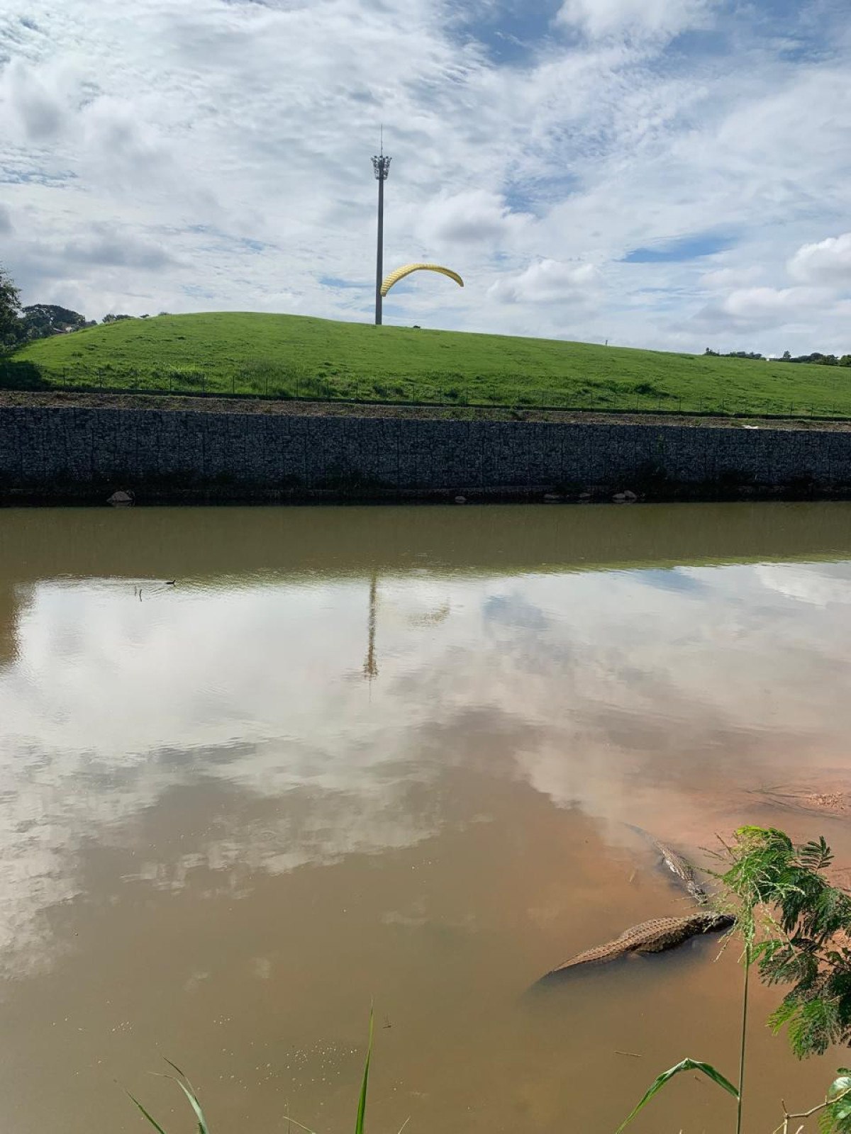 Dupla (ou casal) de jacarés ontem no Parque Ecológico da Pampulha-Ana Cláudia Parreiras