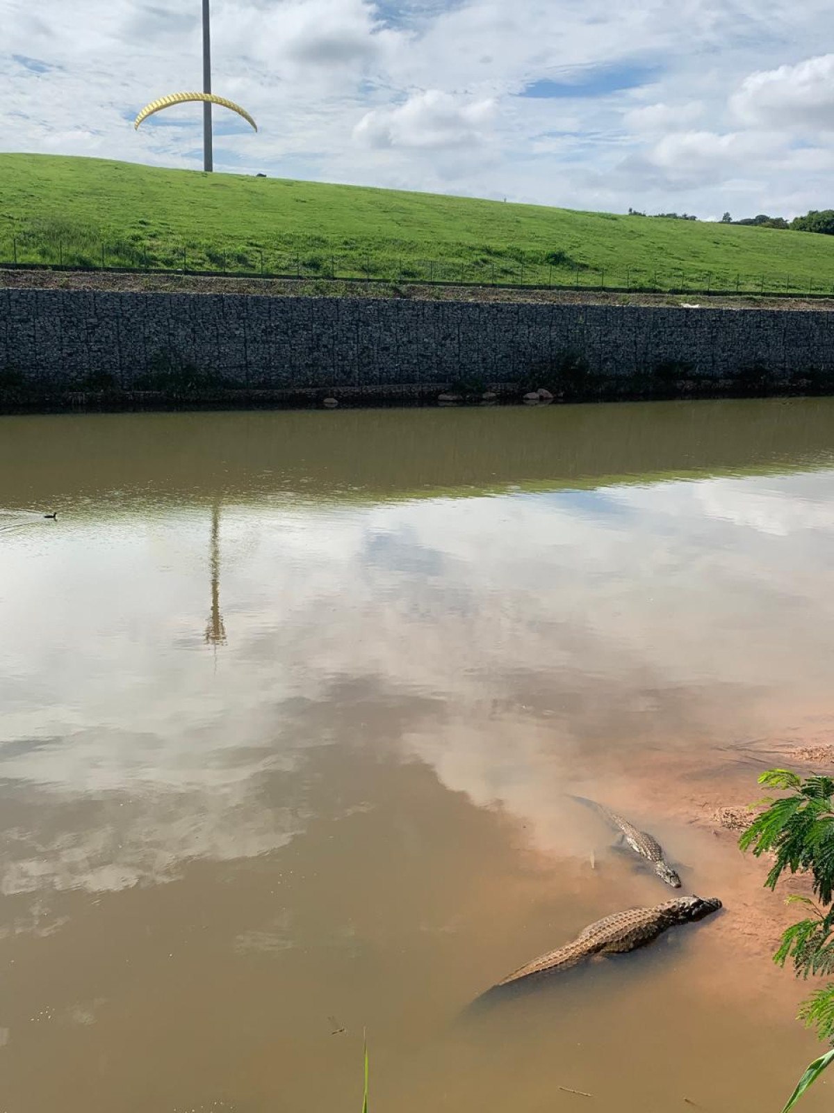 Dupla (ou casal) de jacarés ontem no Parque Ecológico da Pampulha-Ana Cláudia Parreiras