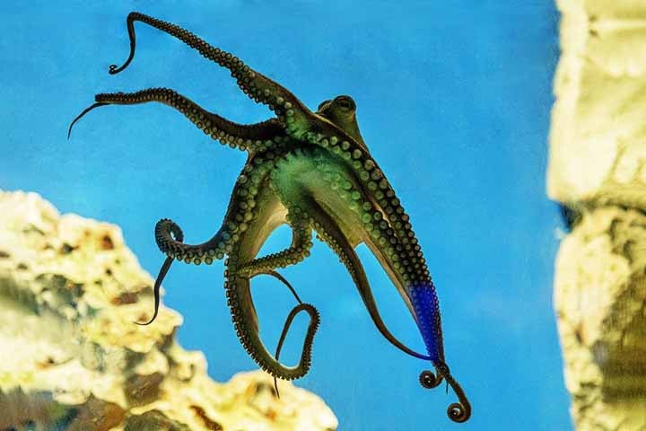 Essa combinaÃ§Ã£o de flexibilidade fÃ­sica e capacidade cognitiva faz com que os cientistas se refiram a eles como â??extraterrestres da Terraâ? â?? um apelido informal, mas que reflete bem o quanto eles fogem dos padrÃµes evolutivos que conhecemos.