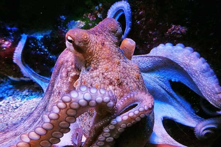 É importante lembrar que os polvos são invertebrados, ou seja, não têm coluna vertebral nem estrutura óssea rígida. Ainda assim, exibem comportamentos tão complexos quanto os de mamíferos e aves.