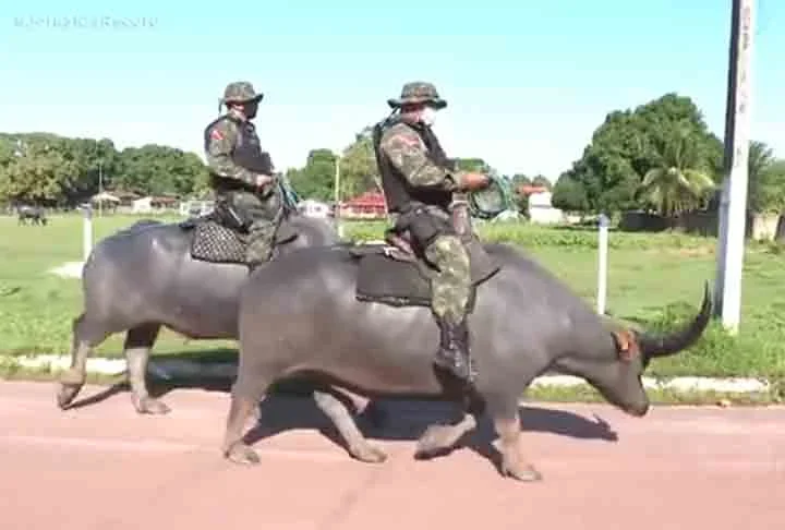 O ‘Baratinha’ e o ‘Canária’, como são chamados dois búfalos do 8º BPM, vão até o porto do município receber turistas que vêm de outros estados do Brasil e diversos países para ver de perto o policiamento e registrar com selfies o momento ao lado do animal.