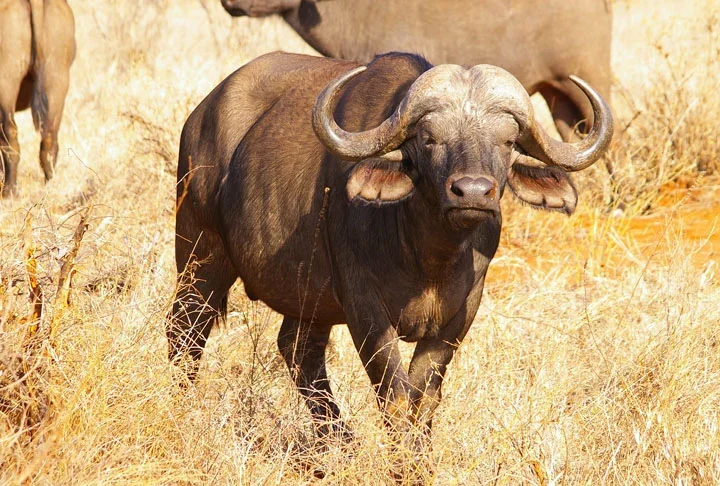 De acordo com o agrônomo e produtor de queijo Carlos Augusto Gouvêa, uma das explicações para a primeira introdução de búfalos no Brasil, nos anos 1890, está baseada na literatura e nas informações de vaqueiros, fazendeiros, nativos e pesquisadores.