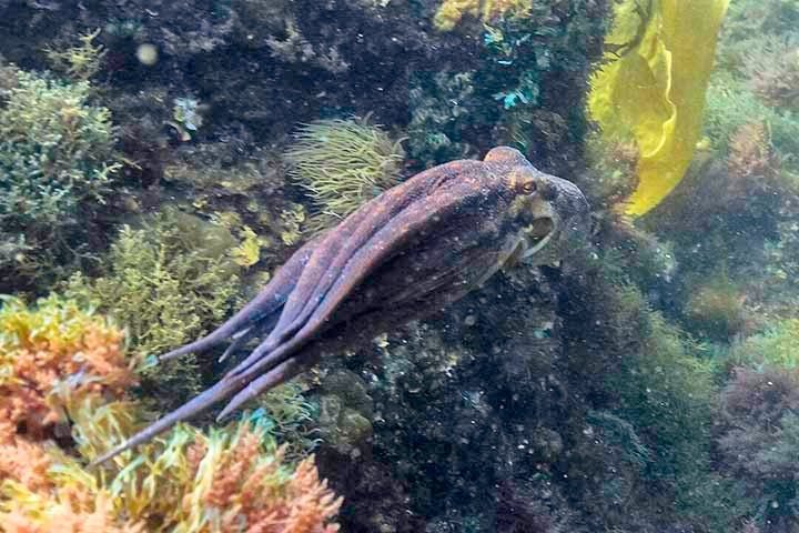 Essa arquitetura é segmentada em colunas neurais, separadas por estruturas chamadas “septos”, de onde saem nervos e vasos que controlam os músculos. Do ponto de vista de engenharia biológica, é uma solução incrivelmente eficaz para controlar um membro altamente flexível, sem articulações rígidas.