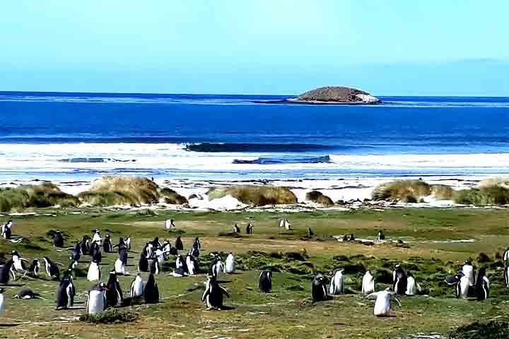 Com uma longa faixa de areia branca e águas azul-turquesa, o local é lar de pinguins de Magalhães, gansos-patola, aves migratórias e até golfinhos que podem ser avistados nas águas rasas. 