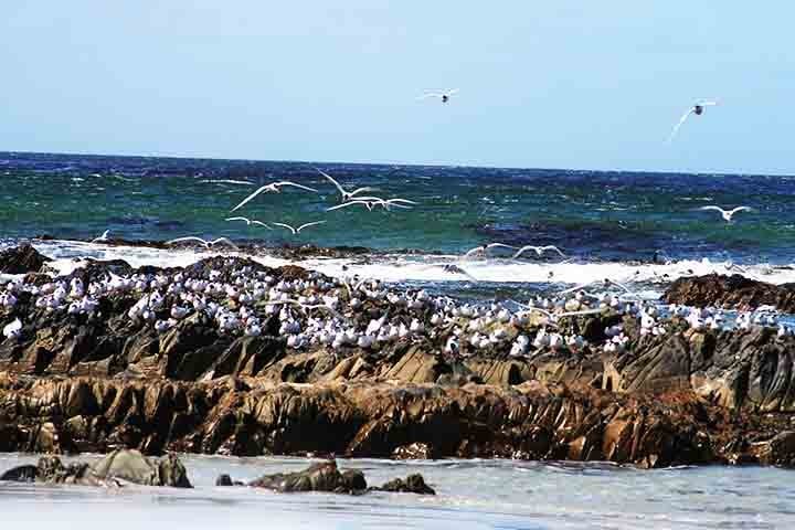Já a Bertha’s Beach é uma área costeira protegida próxima ao aeroporto de Mount Pleasant, famosa por sua incrível biodiversidade. O contraste entre a vida selvagem e a tranquilidade do ambiente faz de Bertha’s Beach um dos lugares mais cênicos e agradáveis