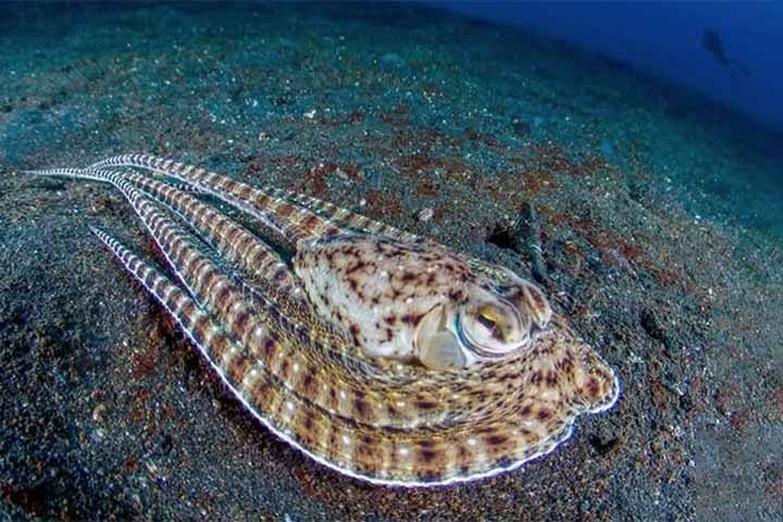 Um estudo realizado com a espécie Octopus bimaculatus, por exemplo, analisou a segmentação do sistema nervoso dos braços do animal e confirmou algo que já se desconfiava: cada braço tem um certo grau de independência operacional, como se fosse dotado de um "mini cérebro".