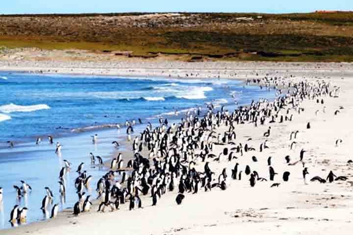 Começando pela Bluff Cove Lagoon, uma baía isolada e de grande beleza natural, ideal para quem busca contato com a vida selvagem em seu habitat natural. 