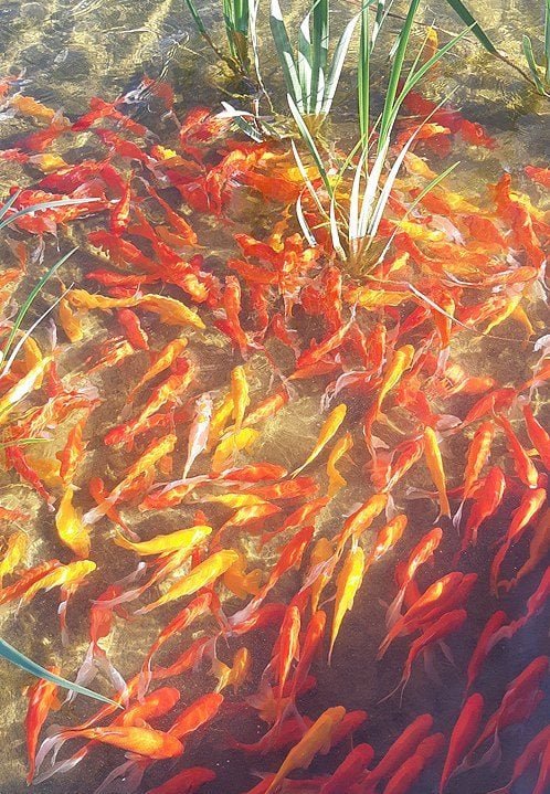 No início dos anos 2000, a população de carpas douradas começou a se multiplicar novamente.