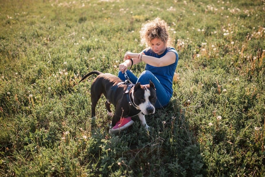 Ainda que seja um "parente próximo" do Pit Bull, o American Stanffordshire Terrier é tão amoroso, carinhoso e companheiro quanto o Labrador.