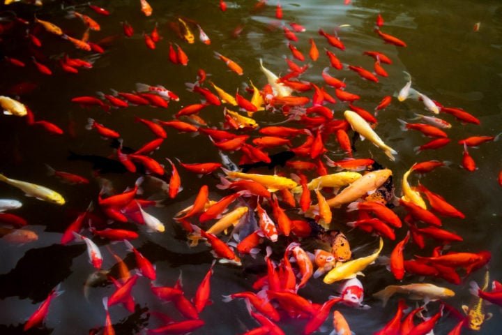 Os especialistas destacam que nem todas as carpas douradas invasoras ficam enormes, mas até as pequenas causam problemas, superando as populações de peixes nativos e prejudicando o ambiente.