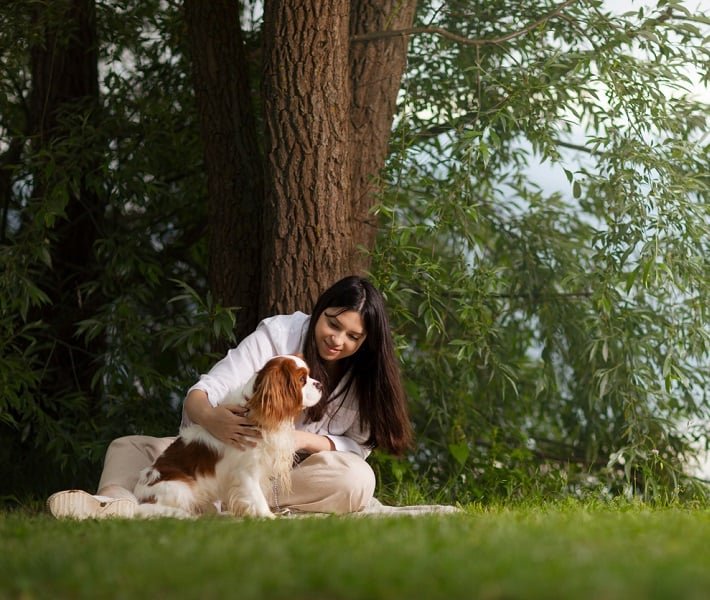 Um Cavalier, especialmente o King Charles Spaniel, nunca estarÃ¡ plenamente feliz se nÃ£o estiver no colo do seu tutor.