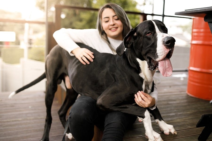 O Dogue Alemão não tem muita noção do seu enorme tamanho, pois adora ficar com a cabeça apoiada no colo do seu tutor e está sempre pedindo atenção.