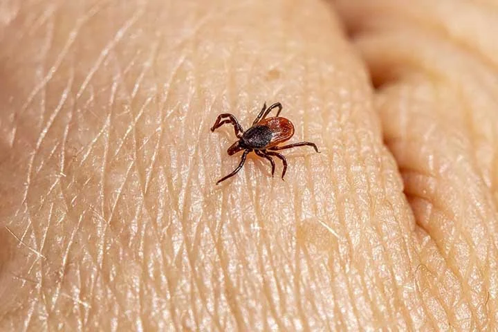 Já para remover os carrapatos da pele, deve-se use luvas de látex ou borracha para proteger as mãos antes de retirá-los.