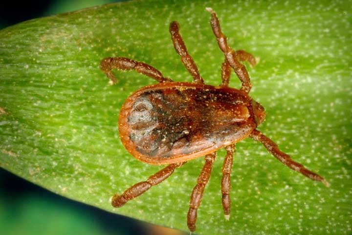 Ele afeta principalmente o gado bovino, causando anemia enfraquecimento e até anemia nos animais.