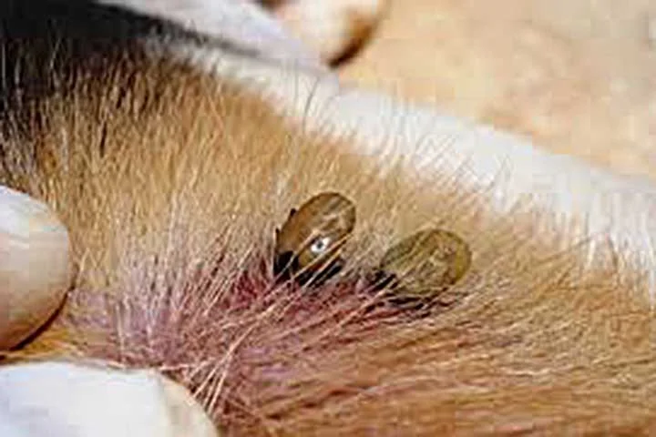 Ele é encontrado principalmente em áreas de pastagem e campos abertos, onde vivem uma variedade de animais, incluindo cavalos, bois, capivaras e até mesmo seres humanos.