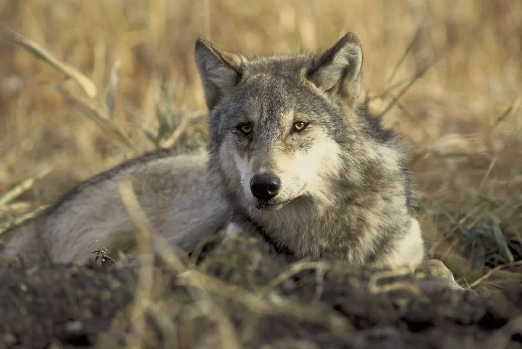 Os lobos cinzentos habitam diversos pontos do HemisfÃ©rio Norte. SÃ£o encontrados, principalmente, no CanadÃ¡, Alasca, Ãsia e Europa. Vivem cerca de 13 anos e sÃ£o capazes de correr atÃ© 65 km/h, o que facilita a captura de presas. De forma solitÃ¡ria, eles capturam animais menores, como coelhos e castores. Mas, quando a presa Ã© grande, os lobos se juntam em alcateia para o embate contra alces e bisÃµes, por exemplo. 