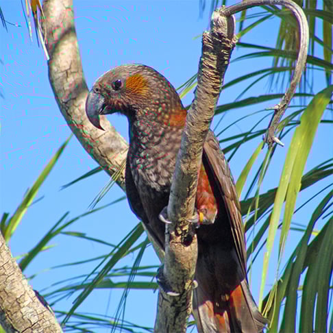 Norfolk Kaka: Essa era uma espÃ©cie de papagaio grande que habitava a Ilha Norfolk, na AustrÃ¡lia, e que foi extinto no sÃ©culo 19. Os kakas eram caÃ§ados principalmente por sua carne e por seus ovos. 