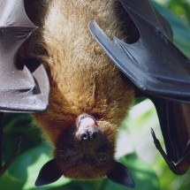 Temidos, mas fascinantes: morcegos atraem a curiosidade por diversos motivos - Julia Schwab pixabay