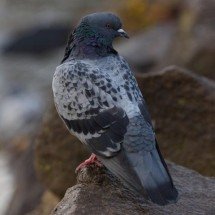 Fechou: Restaurante servia pombos de rua como se fosse carne de pato - Thiago de Paula Oliveira/Pixabay