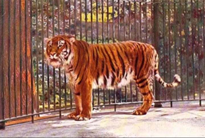 Tigre-do-Cáspio: Essa era uma subespécie de tigre que habitava a região do Cáucaso, Ásia Central e Oriente Médio. Ele foi extinto no século 20 devido à caça.