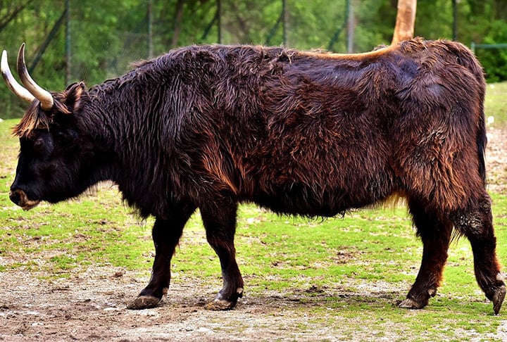 Auroque: Esse mamífero habitava regiões da Europa, Ásia e Norte da África. Foi extinto no século 17, devido à caça e à destruição do seu habitat. Era um animal herbívoro, que se alimentava de grama, arbustos e árvores.