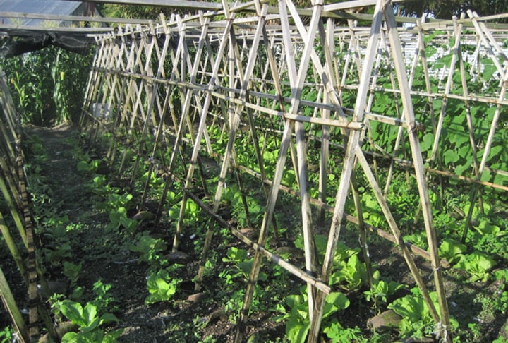 No país, as atividades mais tradicionais são a pesca e o cultivo de palmeiras e hortas.  A economia, além do domínio de internet que rende bastante, é incrementada pela exportação de três produtos. Um deles é a copra (polpa seca de coco, de onde se tira o óleo de coco).