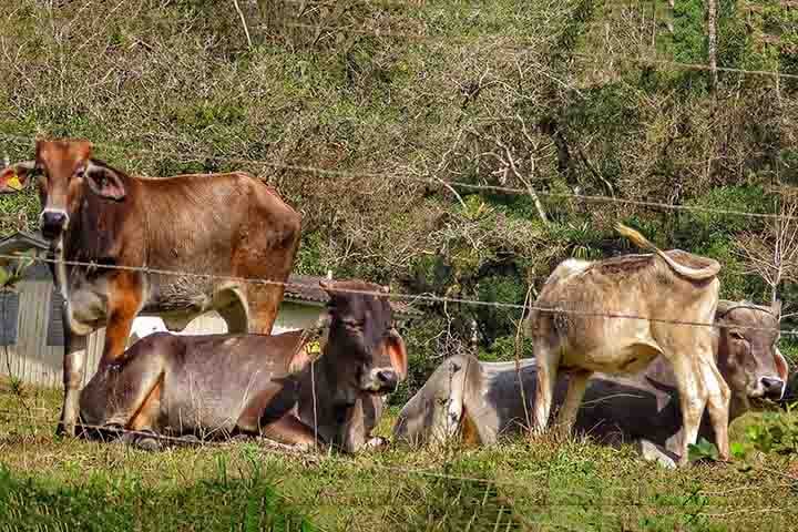 Em ambientes rurais, os carrapatos são um grande problema para os animais como bois, cavalos e porcos. Eles causam desconforto e estresse nos rebanhos, e também podem transmitir doenças como a babesiose e a anaplasmose, que afetam a saúde e a produção dos bichos.