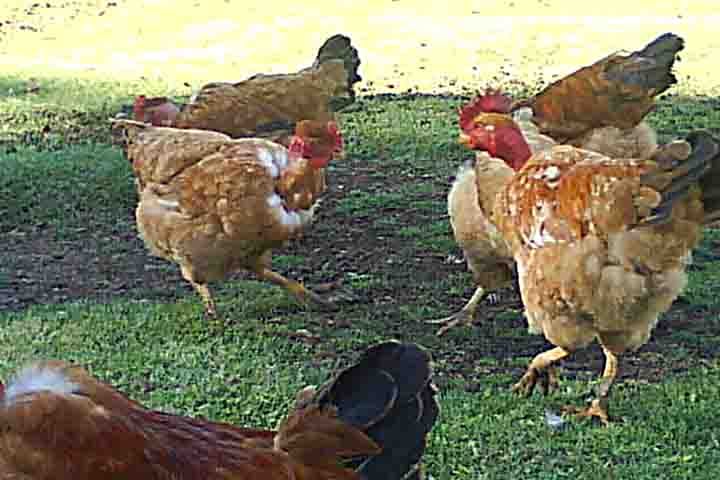 O ciclo de vida do carrapato-de-galinha é curto, geralmente de uma a três semanas, o que o torna capaz de se multiplicar rapidamente em condições favoráveis.