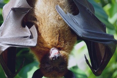 Morcegos são os únicos mamíferos voadores. Eles, geralmente, causam medo nas pessoas. Parte por causa de seu aspecto de ratazana com asas, parte por causa da cultura que associa morcegos a vampiros. Veja algumas curiosidades sobre esta espécie tão temida.  -  (crédito: Julia Schwab pixabay)