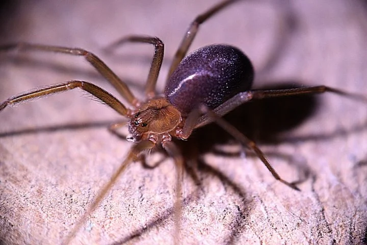 Um homem de 23 anos morreu  em 2024  após ser picado por uma aranha-violinista (loxosceles reclusa) em Bari, na região da Puglia, Itália. O FLIPAR mostrou e republica para quem não viu  como alerta sobre essa perigosa aranha. -  (crédito: Francisco Corado Rivera por Pixabay)