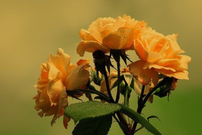Além de ser um símbolo de amor e romance, as rosas também são conhecidas por serem "afiadas". As pessoas sempre ouviram falar que rosas têm espinhos que se projetam dos caules, e que todo cuidado é pouco ao manipular essa flor.  -  (crédito: Imagem de Couleur por Pixabay

)