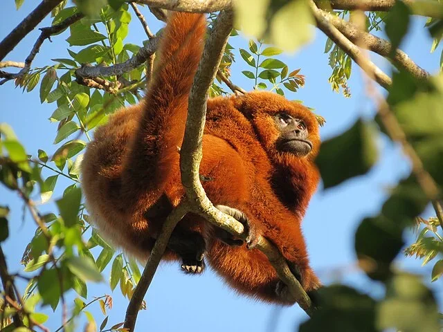 Macaco Bugio - Seu som atinge 128 decibéis e pode ser ouvido a cerca de 5 km de distância. Os uivos do bugio simulam o som de uma ventania. Por isso, eles também são chamados de macacos uivadores.  Eles emitem os ruídos para localização, disputas de território e comunicação. 