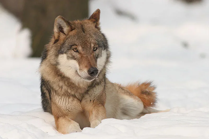 Lobo Cinzento - O uivo dessa espécie fica na faixa de 90 a 115 decibéis e curiosamente pode ser ouvido por outros lobos a uma impressionante distância de 190 km. Os uivos refletem as relações entre os integrantes de uma alcateia. 