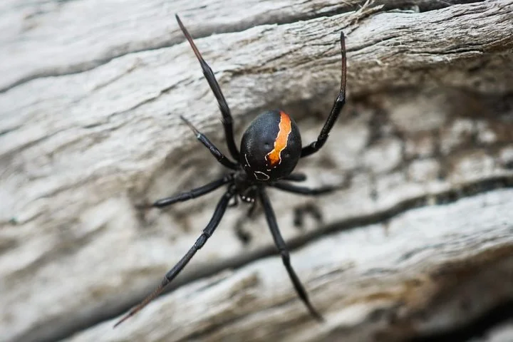 Embora rara, a picada pode causar sintomas graves como dor muscular intensa, câimbras, sudorese, hipertensão e, em alguns, até a morte.