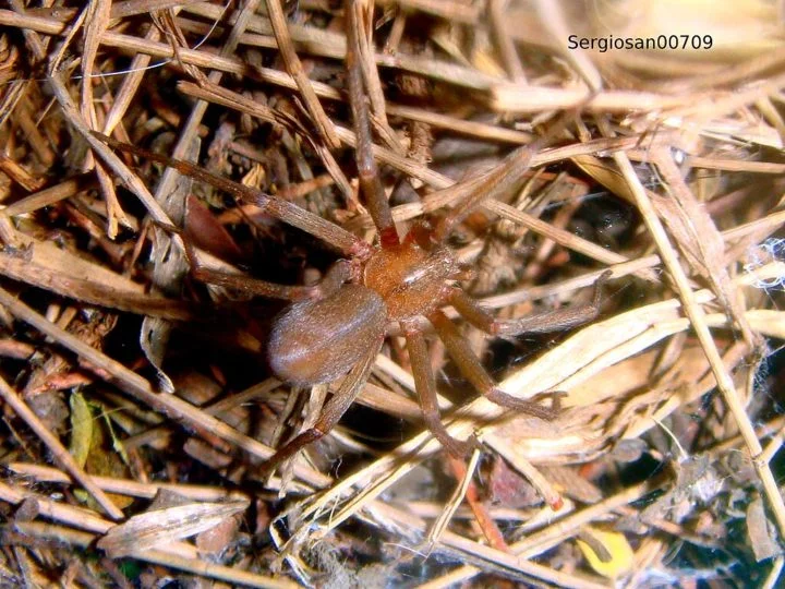 Embora não seja tão agressiva quanto outras espécies, a aranha-marrom possui um veneno necrosante que pode causar feridas profundas e dolorosas na pele. Em alguns casos, a picada pode levar à amputação.